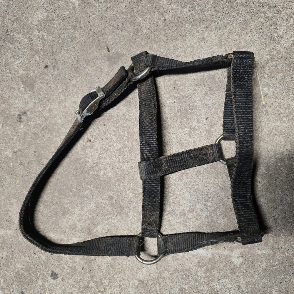 Black Nylon Mini Horse Halter